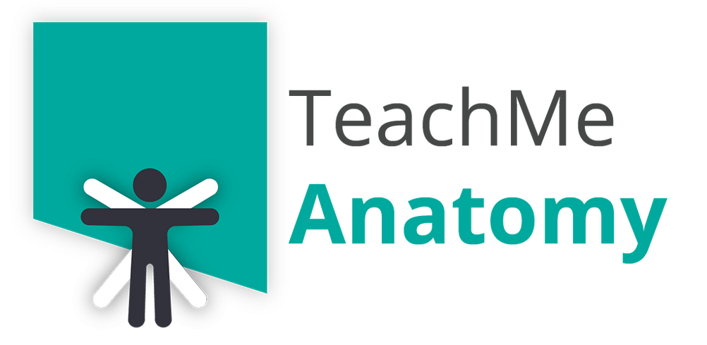 The Eustachian (Auditory) Tube